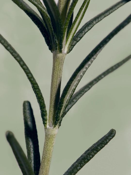 Close-up of a rosemary plant stem on a beige background