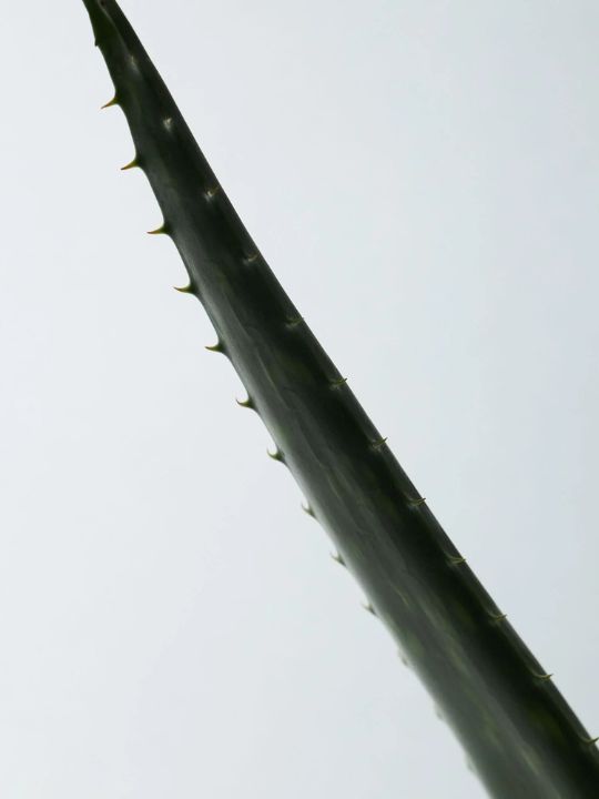 Stem from an aloe vera plant on a white background