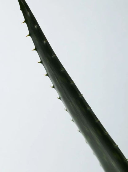 Stem from an aloe vera plant on a white background